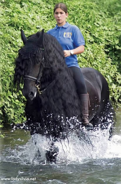 Golia Stallone Purosangue