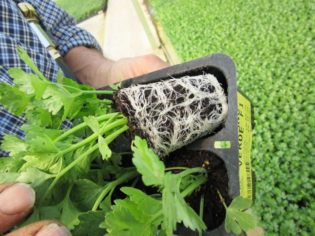 Il profumo dell’innovazione