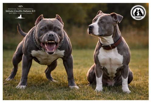 Quello dei Pitbull, è veramente un comportamento aggressivo naturale?